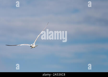 Eine einsame Möwe das Fliegen vor blauem Himmel voller geschwollene weiße Wolken. Stockfoto