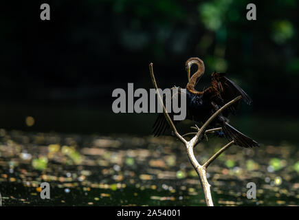 Oriental Darter (Indische Darter, Snakebird) sitzt auf einem Zweig in einem See, mit Flügeln offen gehalten, um zu Trocknen, Vogel im natürlichen Lebensraum Stockfoto