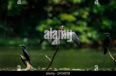 Oriental Darter (Indische Darter, Snakebird) sitzt auf einem Zweig in einem See, mit Flügeln offen gehalten, um zu Trocknen, Vogel im natürlichen Lebensraum Stockfoto