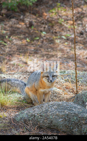 Junger Graufuchs oder Graufuchs (Urocyon cinereoargenteus) unter Flechten-bedeckten Felsbrocken im Pike National Forest Colorado USA. Foto aufgenommen im Oktober. Stockfoto