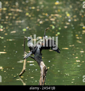 Oriental Darter (Indische Darter, Snakebird) sitzt auf einem Zweig in einem See, mit Flügeln offen gehalten, um zu Trocknen, Vogel im natürlichen Lebensraum Stockfoto