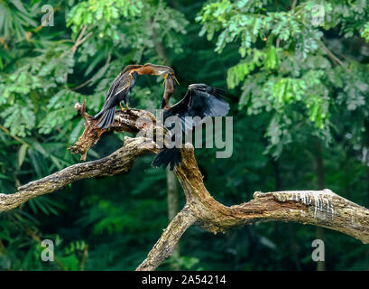 Oriental Darter (Indische Darter, Snakebird) sitzt auf einem Zweig in einem See, mit Flügeln offen gehalten, um zu Trocknen, Vogel im natürlichen Lebensraum Stockfoto