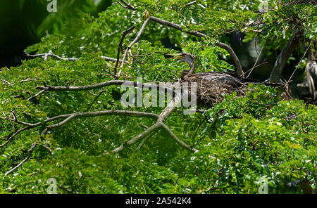 Oriental Darter (Indische Darter, Snakebird) sitzt auf einem Zweig in einem See, mit Flügeln offen gehalten, um zu Trocknen, Vogel im natürlichen Lebensraum Stockfoto