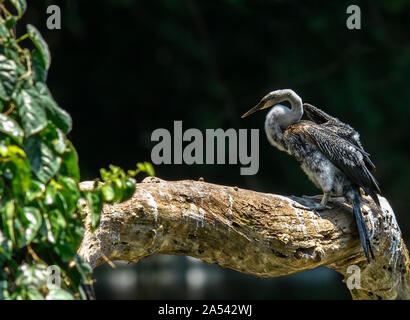 Oriental Darter (Indische Darter, Snakebird) sitzt auf einem Zweig in einem See, mit Flügeln offen gehalten, um zu Trocknen, Vogel im natürlichen Lebensraum Stockfoto