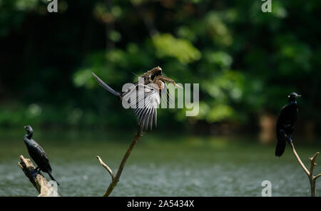 Oriental Darter (Indische Darter, Snakebird) sitzt auf einem Zweig in einem See, mit Flügeln offen gehalten, um zu Trocknen, Vogel im natürlichen Lebensraum Stockfoto