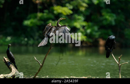 Oriental Darter (Indische Darter, Snakebird) sitzt auf einem Zweig in einem See, mit Flügeln offen gehalten, um zu Trocknen, Vogel im natürlichen Lebensraum Stockfoto