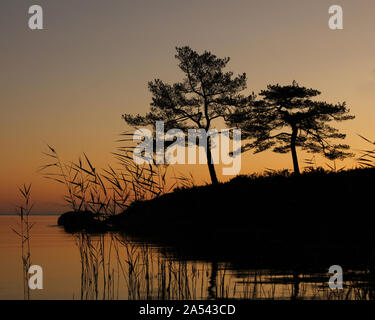 Morgen Szene in Vita Sannar, Dalsland. Zwei Bäume am Ufer des Sees Vanern. Stockfoto