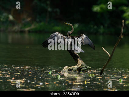 Oriental Darter (Indische Darter, Snakebird) sitzt auf einem Zweig in einem See, mit Flügeln offen gehalten, um zu Trocknen, Vogel im natürlichen Lebensraum Stockfoto