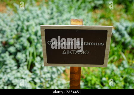 Silber Grün oregano Origanum Dictamnus Pflanze im Kräutergarten in Griechenland Stockfoto