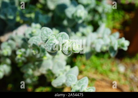 Silber Grün oregano Origanum Dictamnus Pflanze im Kräutergarten in Griechenland Stockfoto