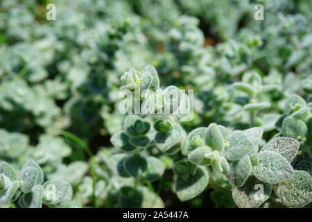 Silber Grün oregano Origanum Dictamnus Pflanze im Kräutergarten in Griechenland Stockfoto