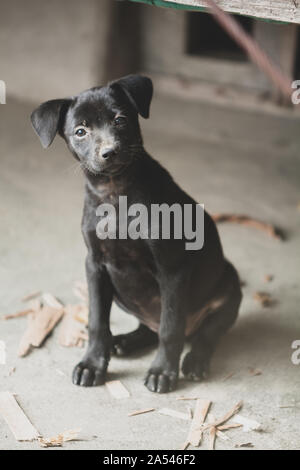 Hualien, Taiwan. 7. Juni 2009. Ein niedliches Schwarz streunende Welpen Hund mit unschuldigen Liebevolle Augen und weiche Ohren sitzt vor einem verlassenen Haus, Hualien, Taiwan. Stockfoto