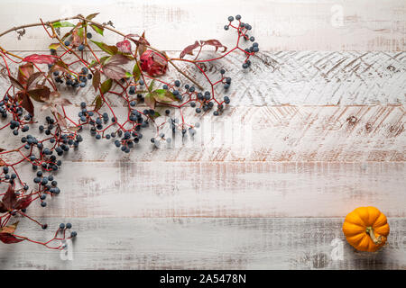 Bunte dekorative Kürbisse auf rustikalen weiß Holzbohlen mit Reben Stockfoto