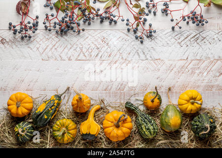 Bunte dekorative Kürbisse auf rustikalen weiß Holzbohlen mit Reben Stockfoto