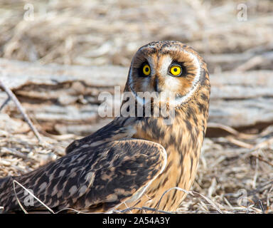 Eine kurzohrige Eule, die auf dem Boden sitzt und ziemlich erschrocken mit den großen, leuchtend gelben Augen aussagt. Seine kurzen Ohrbüschel sind in diesem Bild nicht sichtbar. Stockfoto