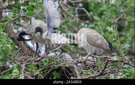 Australian white ibis Threskiornis Molukken & chick gewordener Vogel mit ausgebreiteten Flügeln auf Nest von Sticks unter Bäume & grünes Laub im City Park Stockfoto