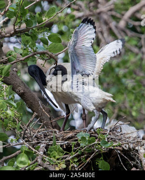 Australian white ibis Threskiornis Molukken & chick gewordener Vogel mit ausgebreiteten Flügeln auf Nest von Sticks unter Bäume & grünes Laub im City Park Stockfoto