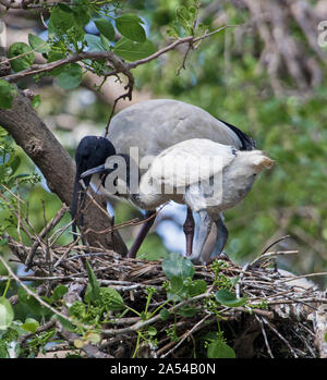 Australian white ibis Threskiornis Molukken & Küken/Junge im Nest von Sticks unter Bäume & grünes Laub im City Park Stockfoto