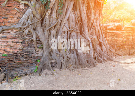 Ayutthaya Buddha Kopf Statue mit gefangen in Bodhi Baum Wurzeln im Wat Mahathat (ayutthaya). Ayutthaya Historical Park Thailand. Stockfoto