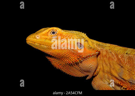 Große, orange Bartagamen (pagona) auf schwarzem Hintergrund. Profil von Kopf und 'Bart' Stockfoto