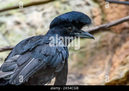 Lange Gelbstirn-blatthühnchen umbrellabird (Cephalopterus penduliger) Profil close-up Stockfoto