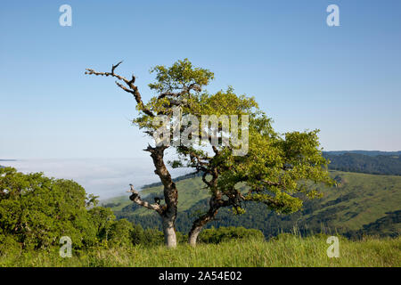 CA 03720-00 ... Kalifornien - Blick auf den Nebel Tal von der Lyons Ranch Trailhead in die kahlen Hügel Bereich der Redwoods National Park. Stockfoto