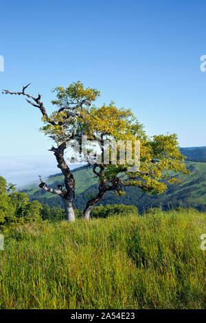 CA 03721-00 ... Kalifornien - Blick auf den Nebel Tal von der Lyons Ranch Trailhead in die kahlen Hügel Bereich der Redwoods National Park. Stockfoto