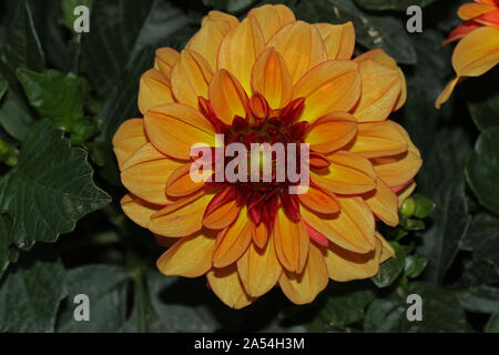 Orange oder gold Dahlie Blume Nahaufnahme in der Blüte im Spätsommer in Italien in den frühen Morgenstunden Stockfoto