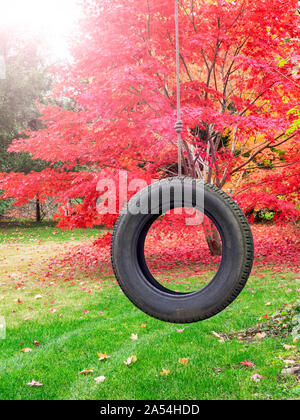 Farbenfroh leuchtend rot und orange japanische Ahorn Blätter auf den Bäumen (Acer palmatum) und auf das Gras an einem Herbsttag mit reifen Schwingen eines Kindes in verstreut Stockfoto