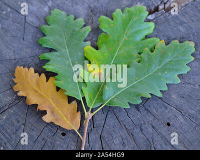 Österreichische Eichenlaub, Quercus cerris Stockfoto