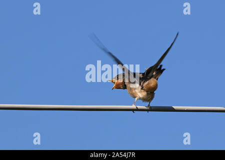 Jungen Rauchschwalbe hirundo Rustica junge Latein thront auf einem Kabel warten im Spätsommer in Italien kurz vor der Migration gefüttert zu werden. Stockfoto