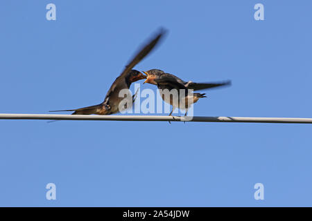 Jungen Rauchschwalbe hirundo Rustica junge Latein thront auf einem Kabel gespeist von einem Erwachsenen im Spätsommer in Italien kurz vor der Migration schlucken, Stockfoto