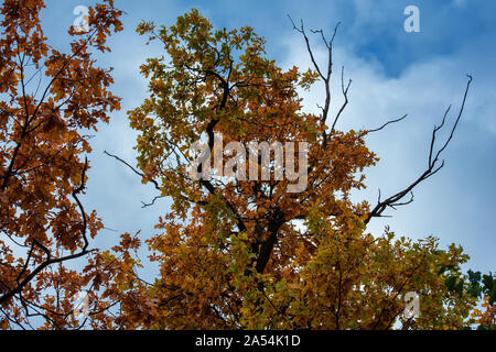 Schöne orange und rot Herbst Wald Baum Stockfoto