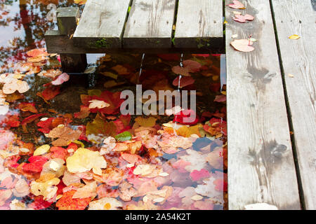 Herbst Blätter auf dem Wasser in der Nähe von Holz- board Pier auf dem See Stockfoto