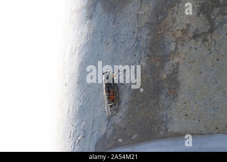 Europäische cicada Orni in Ruhe auf einer konkreten Pole im Sommer in Italien eine homopteran Bug mit 11 eindeutigen Flecken auf den Flügeln Stockfoto