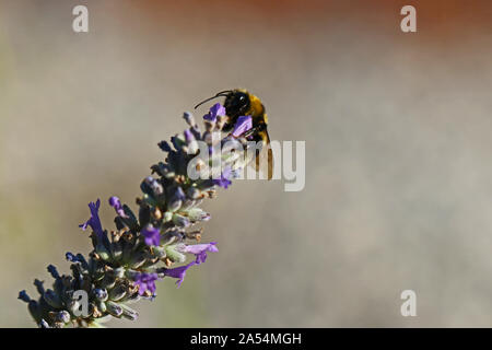 White tailed bumble bee oder Hummel Lat. bombus lucorum Ähnlich bombus terrestris Familie apidae Fütterung auf einem Lavendel Bush im Sommer in Italien Stockfoto