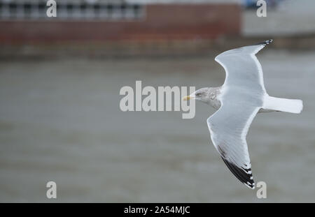 Silbermöwe Segelfliegen - Portsmouth Harbour Stockfoto