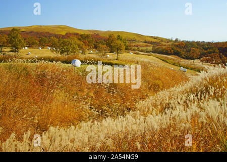 Senomoto Plateau im Herbst, Präfektur Kumamoto, Japan Stockfoto