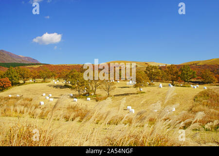 Senomoto Plateau im Herbst, Präfektur Kumamoto, Japan Stockfoto