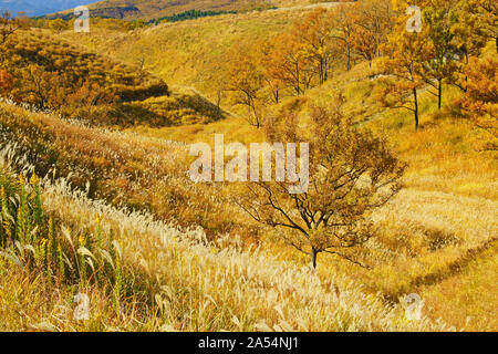 Senomoto Plateau im Herbst, Präfektur Kumamoto, Japan Stockfoto