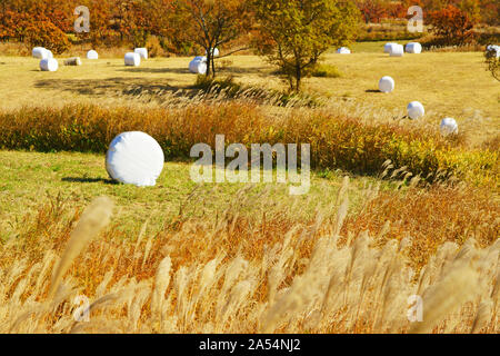 Senomoto Plateau im Herbst, Präfektur Kumamoto, Japan Stockfoto