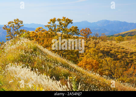 Senomoto Plateau im Herbst, Präfektur Kumamoto, Japan Stockfoto