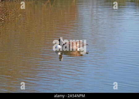 Kanadagans Branta canadensis Familie Latein anatidae Schwimmen und putzen sich in einem Teich in der Universität Parks in Oxford Großbritannien im Frühjahr Stockfoto