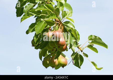 Birnen Latin Pyrus Communis oder gemeinsamen europäischen Birnen Familie der Rosaceae Reifung an einem Baum im Sommer in einem Obstgarten in Italien staatliche Symbol von Oregon Stockfoto