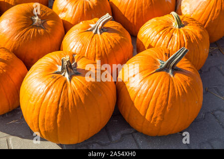 Viele Kürbisse auf dem Bauernhof Markt. Herbst Thanksgiving und Halloween Konzept. Stockfoto