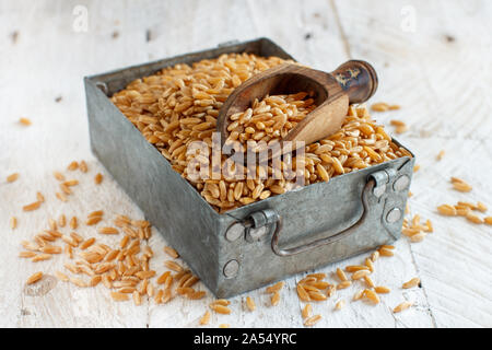 Raw Kamut Getreide in einer Metallbox mit einem Löffel Stockfoto