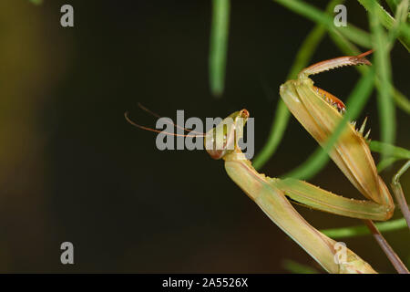 Europäische Gottesanbeterin mantis religiosa mantid Latein oder auf eine wilde Blume im Sommer in Italien staatliche Symbol oder Tier von Connecticut Stockfoto