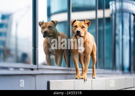 American Pit Bull Terrier stehend Stockfoto