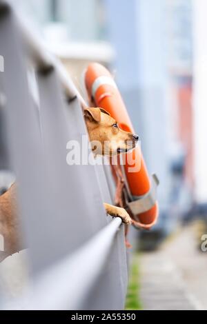 Die amerikanische Grube Stier Terrier auf das Geländer Stockfoto