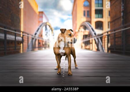 American Pit Bull Terrier stehend Stockfoto